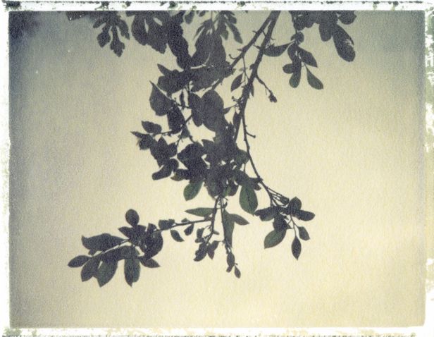 Image printed by the alternative developing process of polaroid transfer by Emma Starr Image printed by the alternative developing process of polaroid transfer by Emma Starr