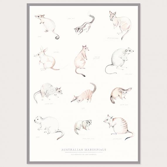 Marsupials A3 Print by Amy Borrell