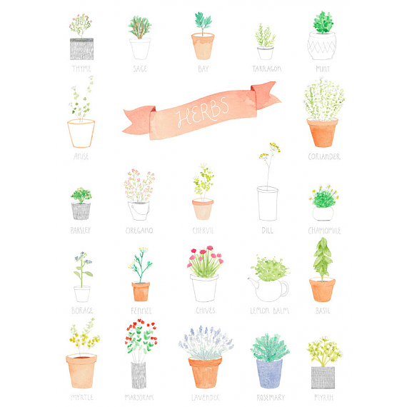 Herbs A4 Print by Amy Borrell