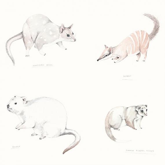 Detail from Marsupials A3 Print by Amy Borrell